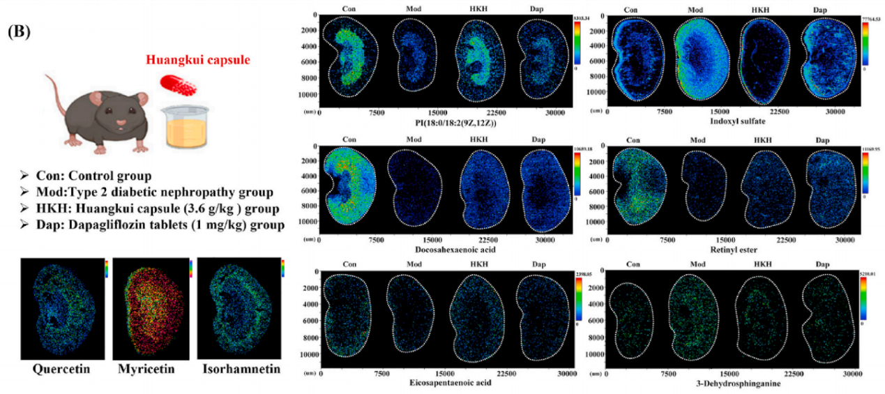 【技术分享】基质辅助激光解吸/电离质谱成像（MALDI-MSI）技术在中药研究中的应用